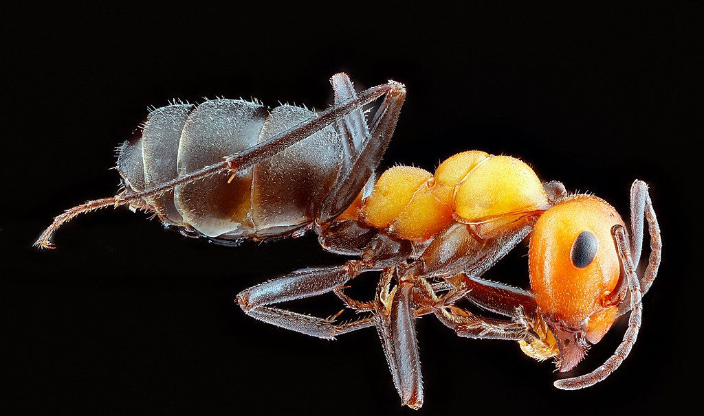Ant Control service in Smyrna, GA