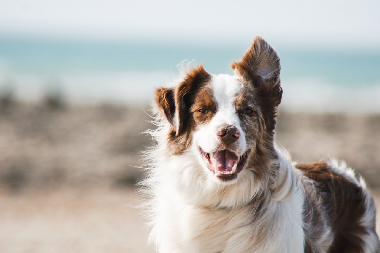 Flea & Tick Control service in Smyrna, GA
