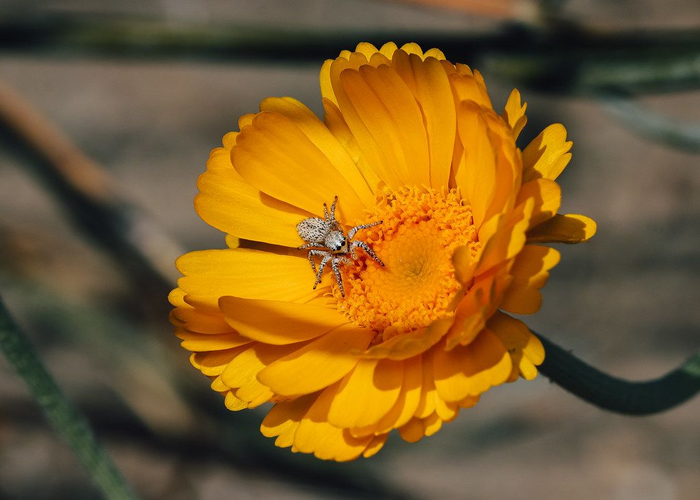 Spider Control service in Smyrna, GA